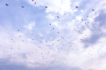 A flock of raven birds on a blue sky