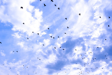 A flock of raven birds on a blue sky