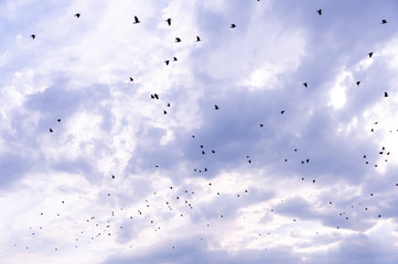 A flock of raven birds on a blue sky