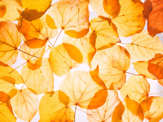 Fototapeta na wymiar Autumn Leaves Background