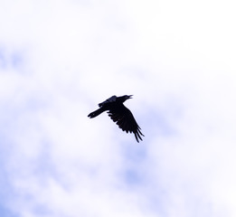 A black crow flies at the blue sky
