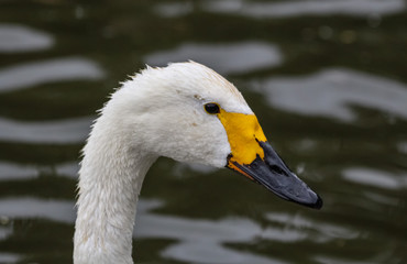 bewick swan