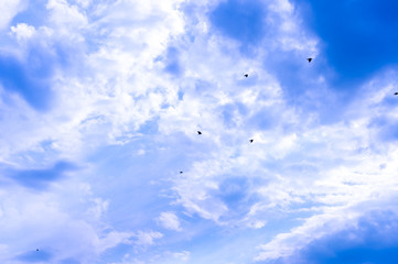 A flock of raven birds on a blue sky