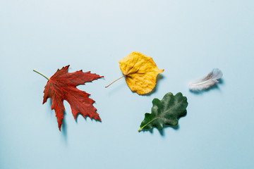 Creative layout of colorful autumn leaves, season concept, gradient of warm shades of fall with...