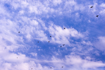 A flock of raven birds on a blue sky
