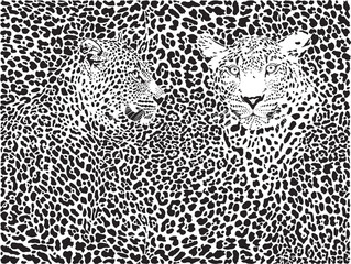 Fototapeta premium Leopard wzór tła