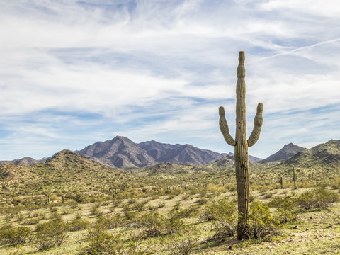 Arizona landscape with a Saguaro