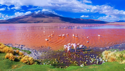 Flamingos in Laguna Colorada , Uyuni, Bolivia - obrazy, fototapety, plakaty