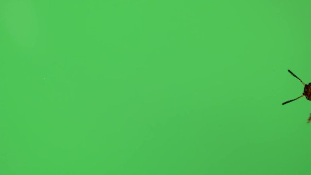 Colorado potato beetle bug walking on green screen. bottom view