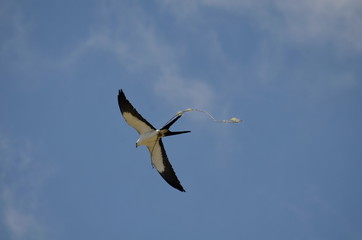 Flying swallow-tailed kite carrying nest material