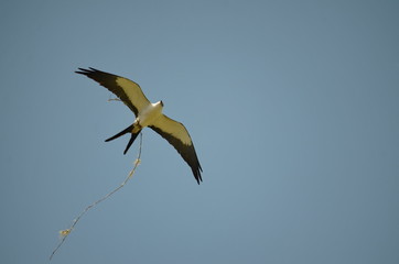 Flying swallow-tailed kite carrying nest material