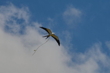 Flying swallow-tailed kite carrying nest material