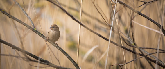 House Sparrow (Passer domesticus)