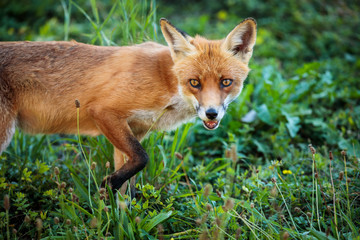 Red fox in its natural habitat - wildlife shot