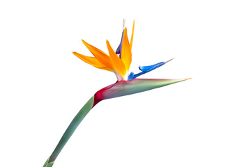 bird of paradise flower closeup isolated on a white background vibrant red green yellow blue orange...