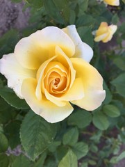 yellow rose