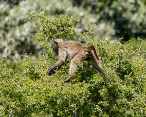 Baboon foraging