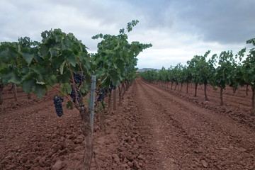 Weingarten in der Rioja
