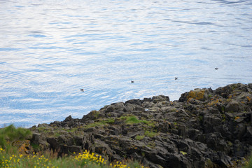 Papageitaucher am Hafen von Bakkagerði / Ostfjorde - Island