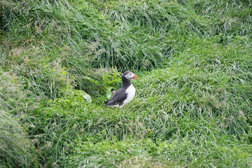 Papageitaucher am Hafen von Bakkagerði / Ostfjorde - Island