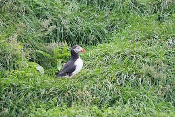 Papageitaucher am Hafen von Bakkagerði / Ostfjorde - Island