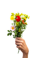 bright wildflowers in a human hand on a white background