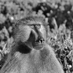 Chacma Baboon