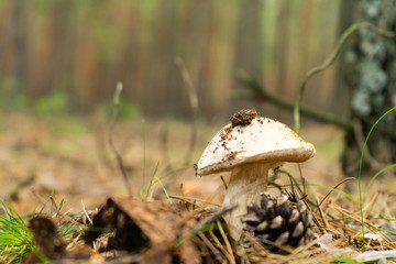 White mushroom in a pine forest. Near pine cone. Eco-friendly food. Vegetarianism.