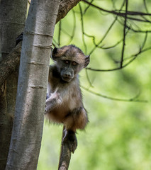 Juvenile Baboon