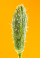 flower, red poppy head