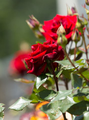 Roses bush on garden landscape