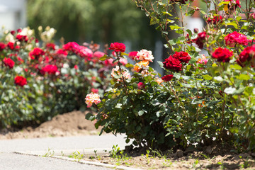 Roses bush on garden landscape