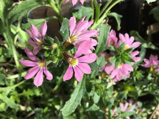 Obraz premium purple floral background