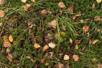Green moss texture with dry leaves, natural background with copy space
