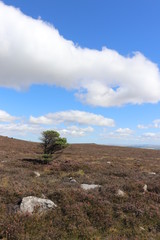 Lone tree in moors under fluffy white cloud