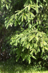 heavy rain, pine with morning dew on a branch