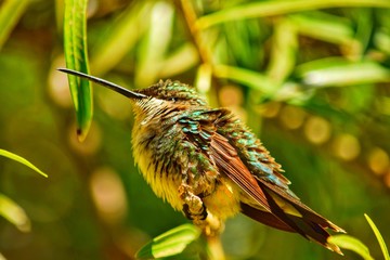Colibri © ClauZerr