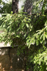 heavy rain, pine with morning dew on a branch