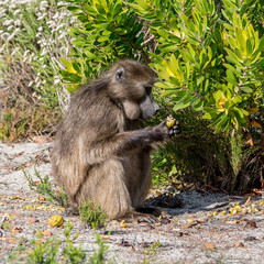 Chacma baboon
