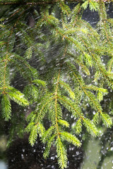 heavy rain, pine with morning dew on a branch