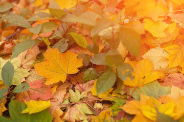 Naklejka na ściany i meble Fallen colorful maple autumn leaves in sunlight background