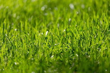 background of green grass