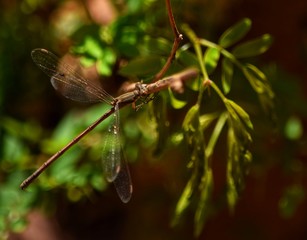 Libelula