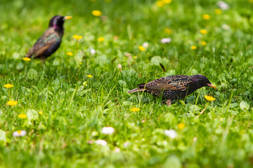 starlings in the search for food