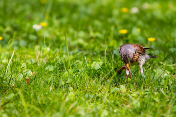 the thrush pulls the earthworm out of the earth