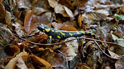 Black salamander with yellow spots in nature among leaves