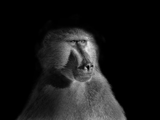 Chacma Baboon Portrait