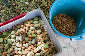 Almond harvest time: close-up view of some just picked almonds of the variety called Romana