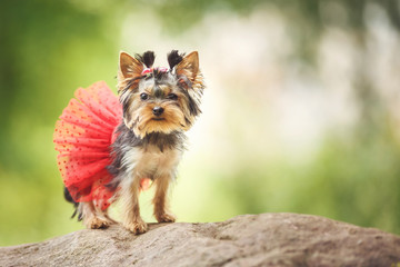 Lovely puppy of female Yorkshire Terrier small dog with red skirt on green blurred background