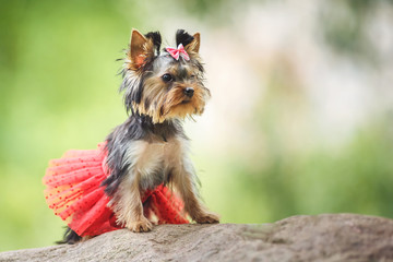 Lovely puppy of female Yorkshire Terrier small dog with red skirt on green blurred background